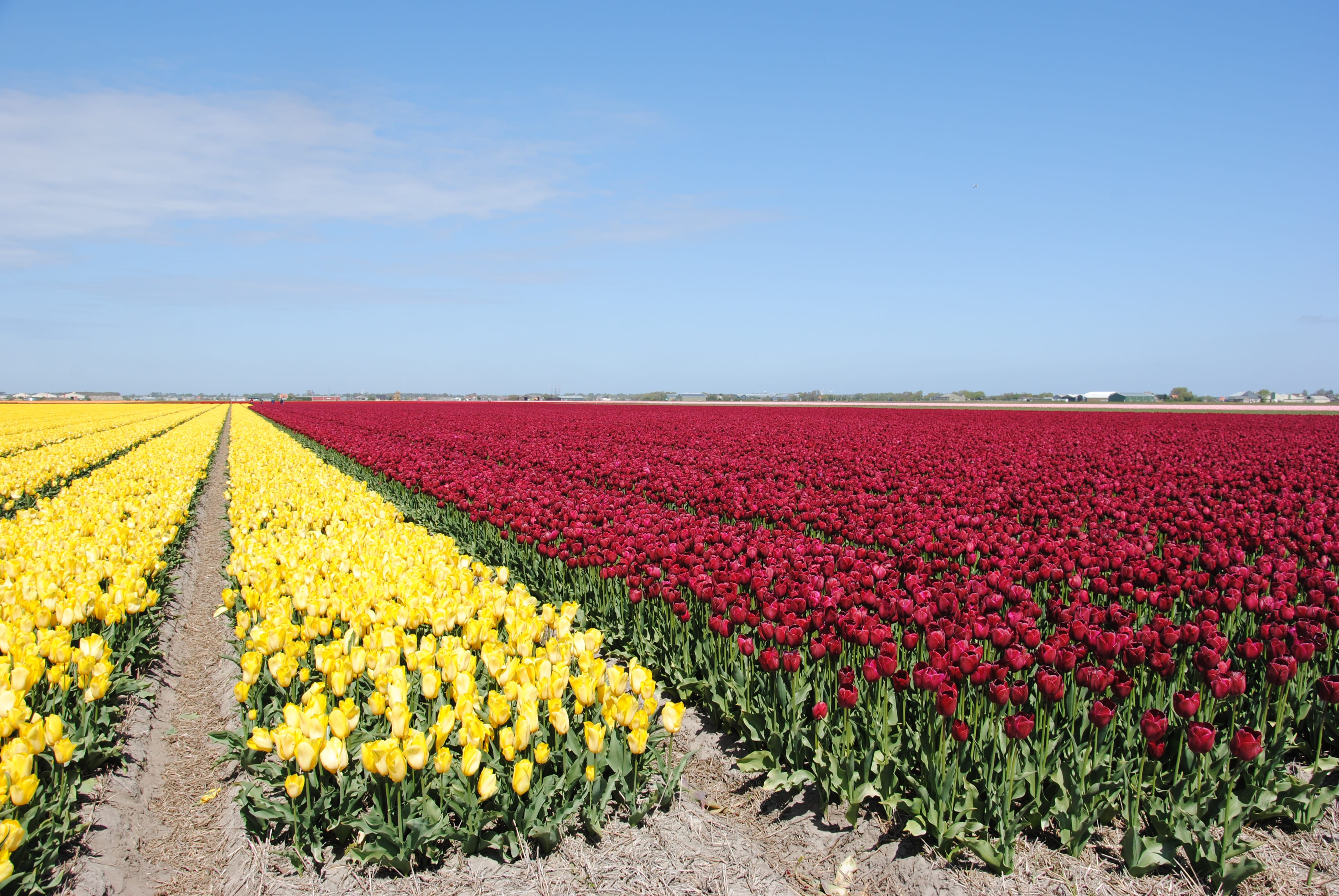 Rote und gelbe Tulpenfelder
